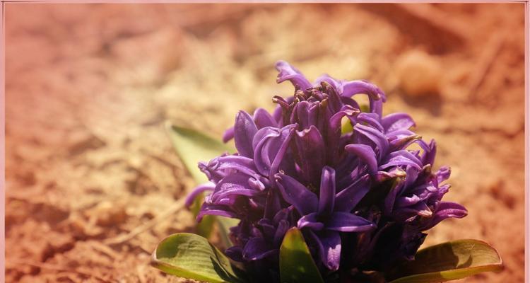 粉红风信子花语（粉色花海中的美丽祝福）