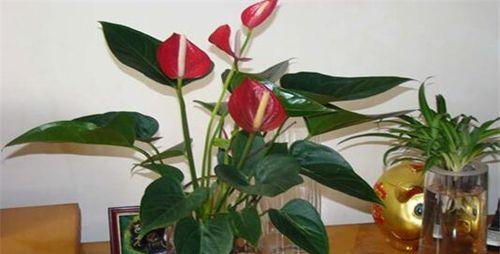 红掌施什么肥好？如何正确施肥促进生长？