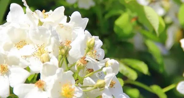 荼糜花的花语与意义（探寻荼糜花的神秘花语）