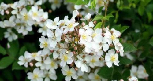 荼糜花的花语与意义（探寻荼糜花的神秘花语）