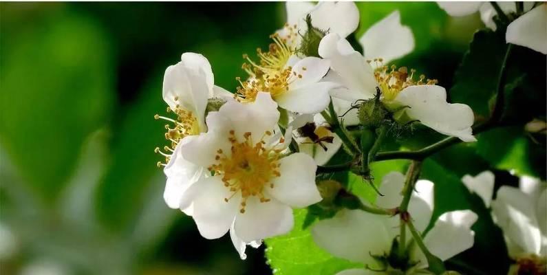 荼糜花的花语与意义（探寻荼糜花的神秘花语）