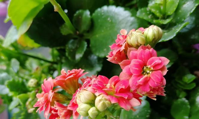 智慧之花（以美丽的菊花为喻）