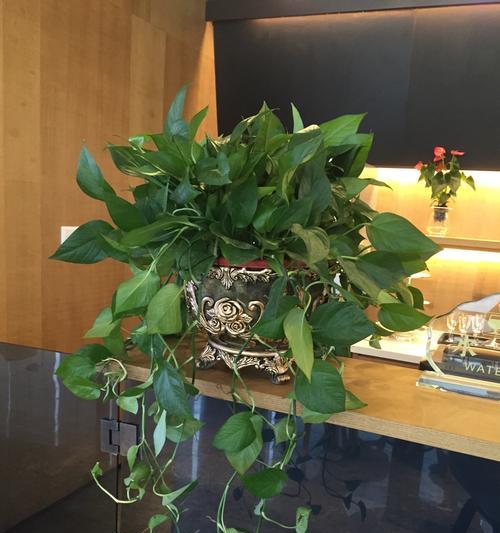 收银台旁边适合放什么植物？哪些植物既美观又能净化空气？