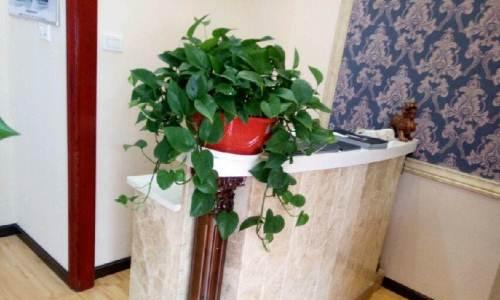 收银台旁边适合放什么植物？哪些植物既美观又能净化空气？