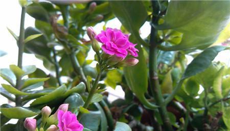 智慧之花（以美丽的菊花为喻）