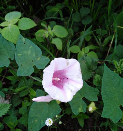 智慧之花（以美丽的菊花为喻）