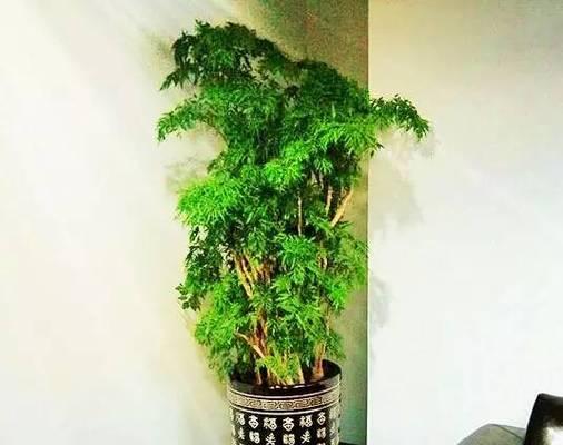 收银台旁边适合放什么植物？哪些植物既美观又能净化空气？