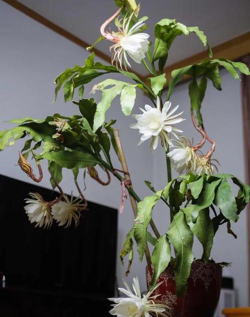 家里养昙花吉利吗（揭秘昙花的神奇之处）