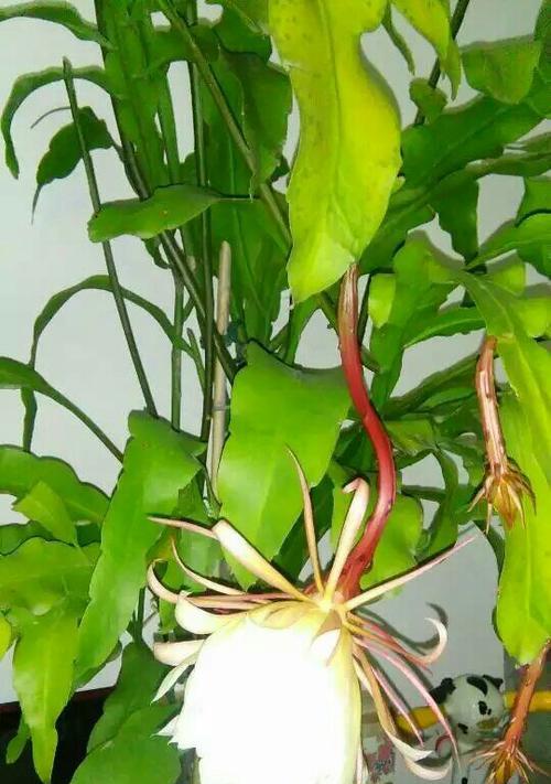 家里养昙花吉利吗（揭秘昙花的神奇之处）