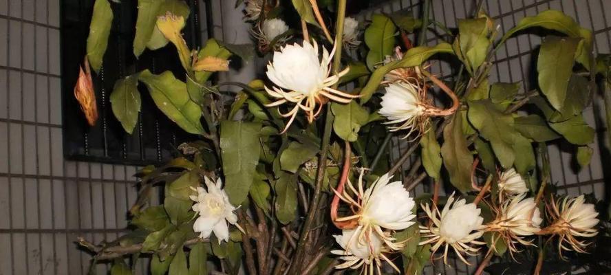 家里养昙花吉利吗（揭秘昙花的神奇之处）