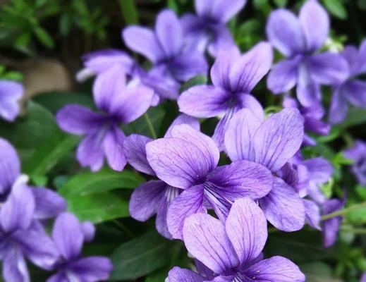 以谦卑的百合花代表虚心的力量（用百合传递谦卑与进步的信息）