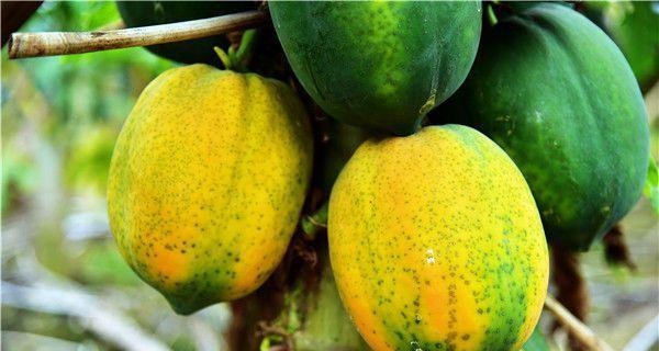 木瓜几月份成熟上市？如何挑选新鲜上市的木瓜？