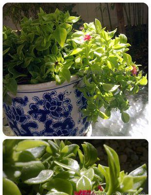 以谦卑的百合花代表虚心的力量（用百合传递谦卑与进步的信息）