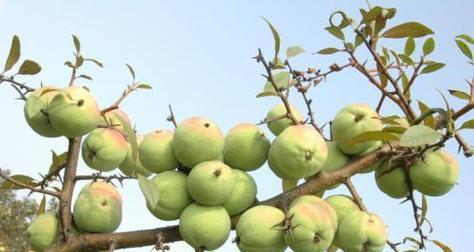 木瓜几月份成熟上市？如何挑选新鲜上市的木瓜？