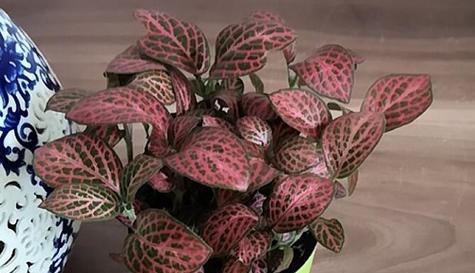 以谦卑的百合花代表虚心的力量（用百合传递谦卑与进步的信息）