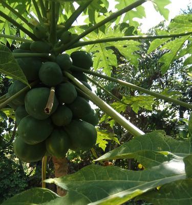 木瓜几月份成熟上市？如何挑选新鲜上市的木瓜？