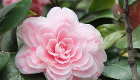 山茶花的寓意与意义（探究山茶花的象征意义）