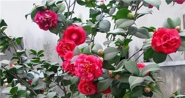 山茶花的寓意与意义（探究山茶花的象征意义）