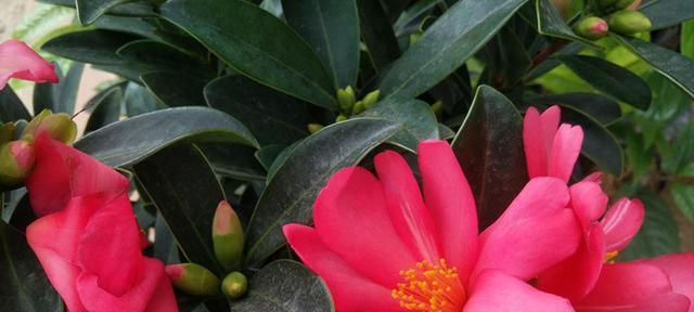 山茶花的寓意与意义（探究山茶花的象征意义）