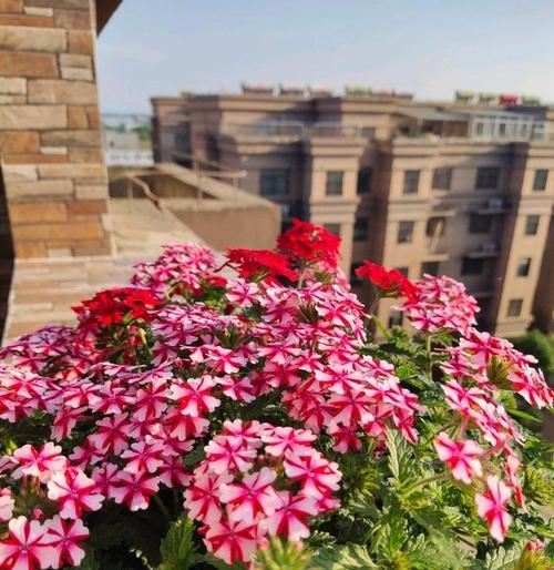 深秋时节适合养哪些花和植物？如何照料它们过冬？