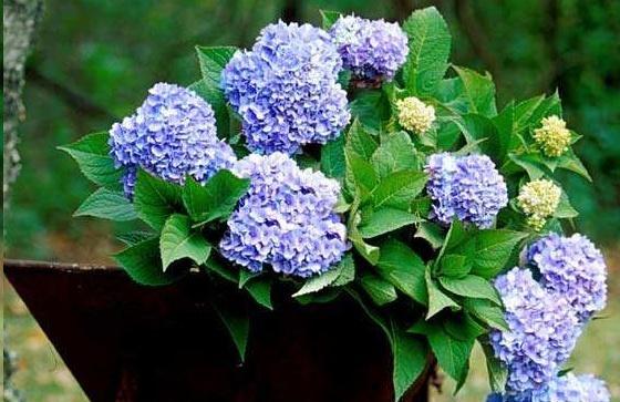 深秋时节适合养哪些花和植物？如何照料它们过冬？