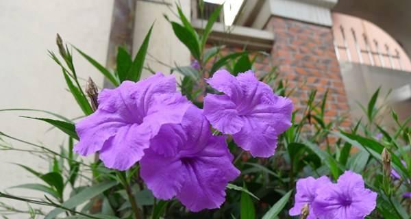 深秋时节适合养哪些花和植物？如何照料它们过冬？