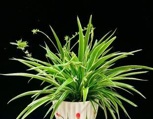 金边吊兰（金边吊兰的寓意与风水禁忌）