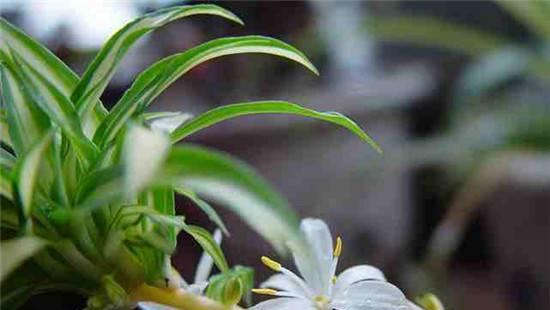 金边吊兰（金边吊兰的寓意与风水禁忌）