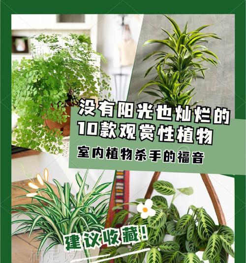 金边吊兰（金边吊兰的寓意与风水禁忌）