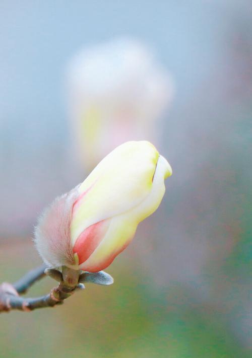 玉兰花春天会开花吗？如何正确养护以确保花期？