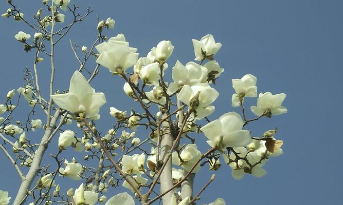 玉兰花春天会开花吗？如何正确养护以确保花期？