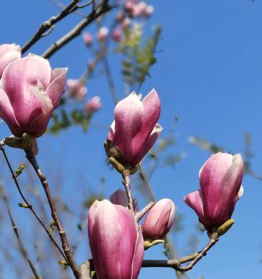 玉兰花春天会开花吗？如何正确养护以确保花期？