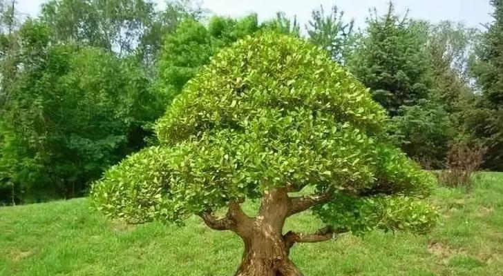 黄杨扦插繁殖方法是什么？操作过程中需要注意哪些事项？