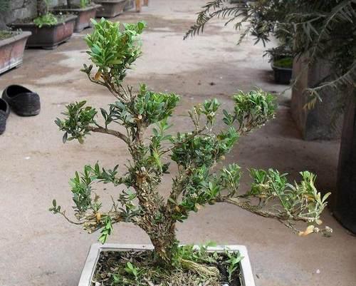 黄杨扦插繁殖方法是什么？操作过程中需要注意哪些事项？