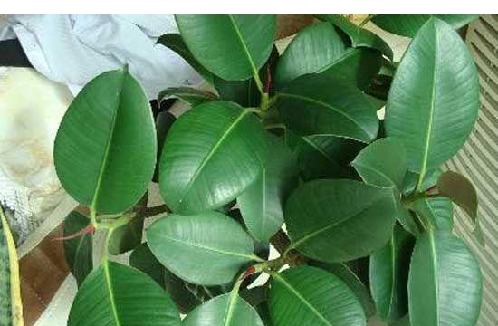 橡皮树如何养殖？养殖过程中需要注意哪些事项？