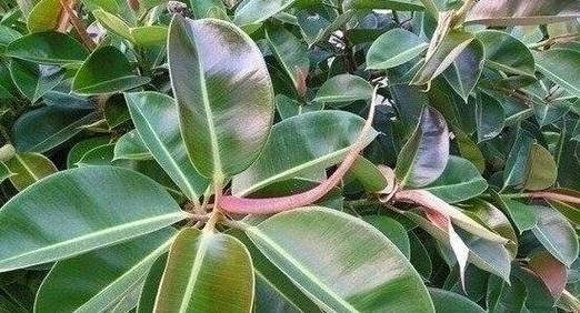 橡皮树如何养殖？养殖过程中需要注意哪些事项？