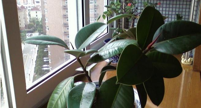 橡皮树如何养殖？养殖过程中需要注意哪些事项？