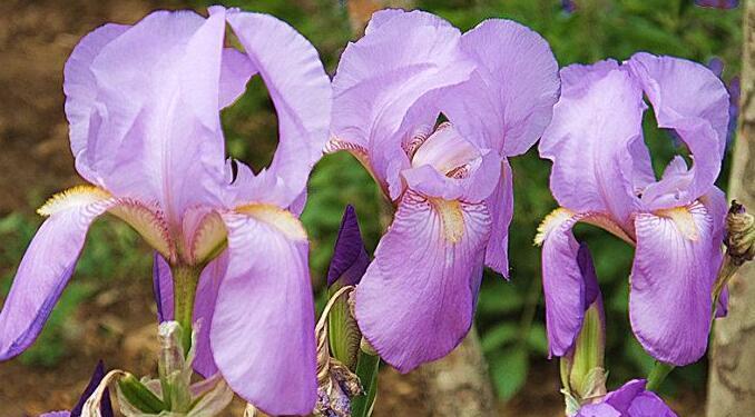 紫色鸢尾花的花语及其美丽寓意（探索紫色鸢尾花的传情之道）