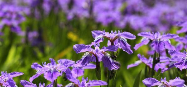 紫色鸢尾花的花语及其美丽寓意（探索紫色鸢尾花的传情之道）