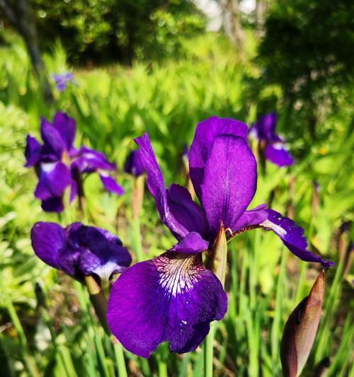 紫色鸢尾花的花语及其美丽寓意（探索紫色鸢尾花的传情之道）