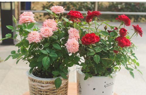 玫瑰花多久能开花？如何加速玫瑰花的开花过程？