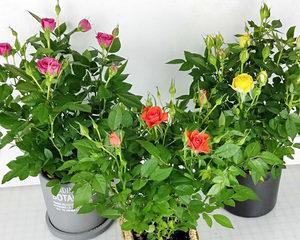 玫瑰花多久能开花？如何加速玫瑰花的开花过程？