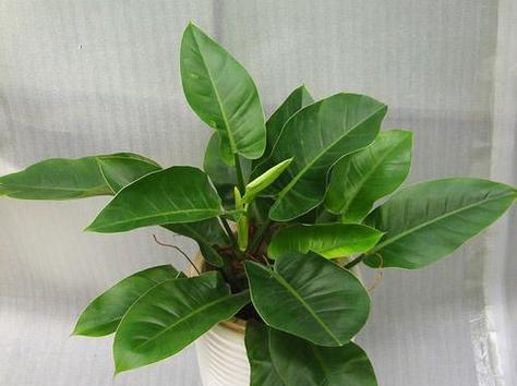 碧玉多久浇一次水？如何正确养护碧玉？