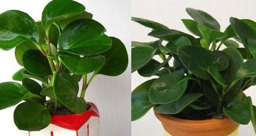 碧玉多久浇一次水？如何正确养护碧玉？