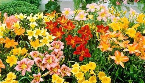 花语归来（柔情蜜意）