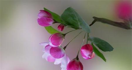 花语归来（柔情蜜意）