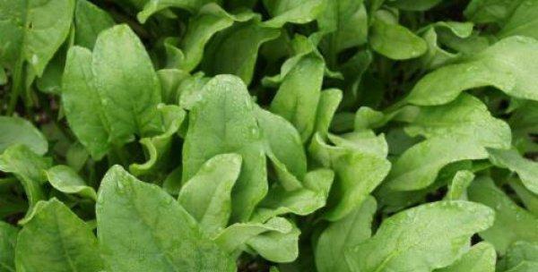 菠菜能耐受的最低温度是多少？如何确保菠菜安全越冬？