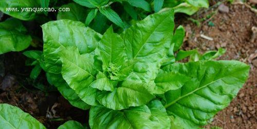 菠菜能耐受的最低温度是多少？如何确保菠菜安全越冬？