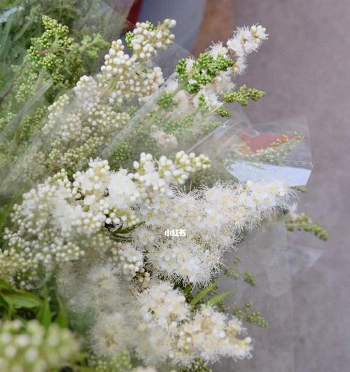 珍珠梅的花语（探寻珍珠梅花语的意义）