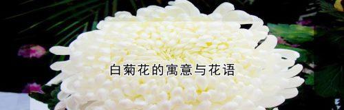 白菊的花语及其象征意义（白菊的花语与美好寓意）